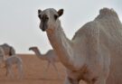 Ферма  Camelicious  впервые приглашает публику